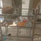 رفوف محل للبيع