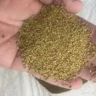 بذور برسيم للبيع