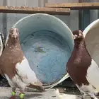 حمام سوري زوج منتج