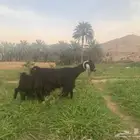 عنز متبع بجفرة ذبيحة .
