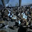 دجاج بلدي