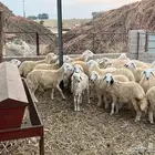 طليان ورخال العدد 41 ( تم البيع )