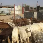 ذبائح مع التوصيل الاعلى تقييم وجوده في الموقع