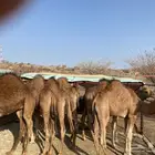 قعدان للبيع