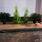 تنسيق حدائق واشجار