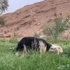 شاة نجدية طيبة .