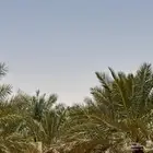 للبيع تمر خضري للبيع ثمره نخيل