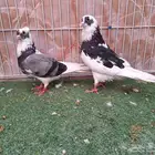 خمسة اجواز قطايف