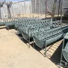 معالف للمواشي والحلال