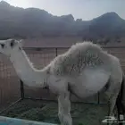 قعود طيب وسمين فل