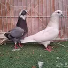 خمس اجواز قطايف عرض 2