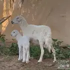 شاة حريه متبع بطلي خصم