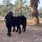 نجدية متبع بخروف ذبيحة دلما