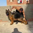 بلانكو ذكر ع مره سنه