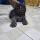 قطط شيرازي