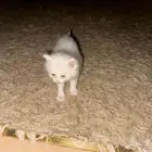 الخرج