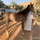 مهر بدون اوراق. بدايه عسف