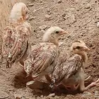 دجاج بلدي للبيع