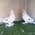 طبات أتراك ثلجية