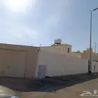 حمراء اسد خلف مستشفى التخصصي