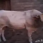 للبيع فحل ثور الماني ابيض صنف