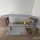 عصافير روز أليف للبيع