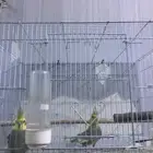زوج كروان للبيع