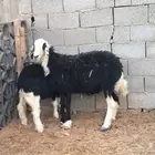 نعجه مضرع للبيع