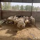 خرفان بلدي للبيع م شاءالله العيدابي رقم الجوال