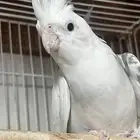 زوج كروان منتج شرط