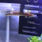 Green Senegal Bichir for sale