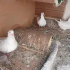 حمام لاحم الفرنسي الملكي الحجم كبير