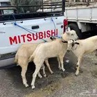 تيس ثني