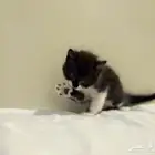 كيتن ذكر للبيع