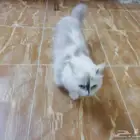 تبني قطط