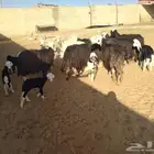 غنم نجد