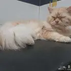 قطط شيرازي للتبني