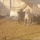 تيوس كفووو
