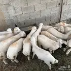 رخيل وكباشه