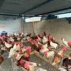 ديوك لوهمان حارة للبيع