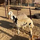 رخال ذبايح ثلاجه