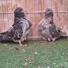 جوز كشكش
