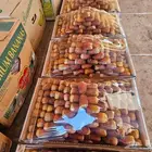 قريبا خرف و بيع صقعي من المزرعة