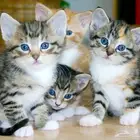 Small Kittens for Adoption