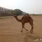 قعدان