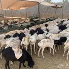 برابر و تيوس صومالية لتجار الجملة و أصحاب الحلال