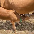 عجل صغير