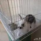 ارانب قزمه