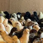 صيصان حساوي وفيومي