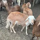 سواكني مرابا